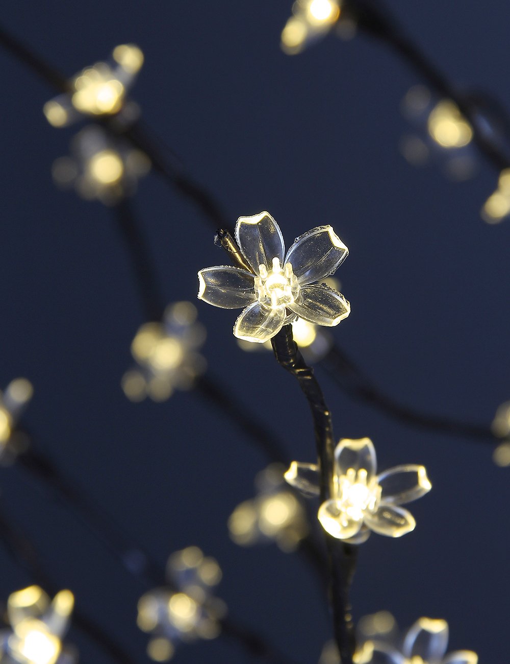Lightshare extra blossoms included for a fuller display.