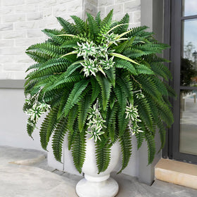 Livole planter-ready ferns suitable for indoor-outdoor display.