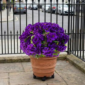 Lovemoon geraniums in a clear vase ready-to-display arrangement.