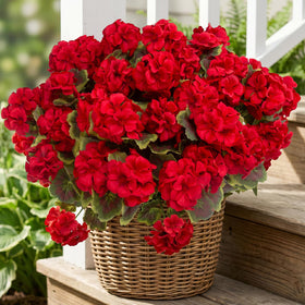 Lovemoon artificial geraniums 8-pack blooms for lasting color
