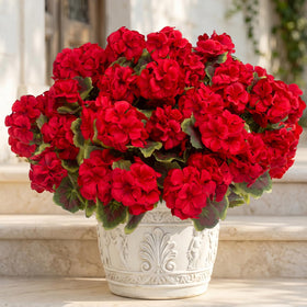 Lovemoon geraniums fill baskets and arrangements with abundant blooms