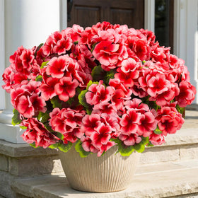 Lovemoon peach geranium bloom in a vase showing vibrant color.