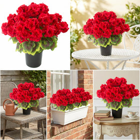 Realistic texture and color of Lovemoon geraniums.