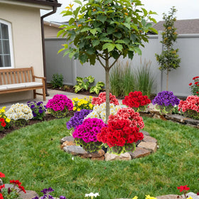 Easy to reposition Lovemoon geraniums for seasonal updates.