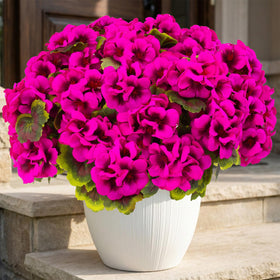 Lovemoon geranium rose red bloom for an elegant year-round centerpiece