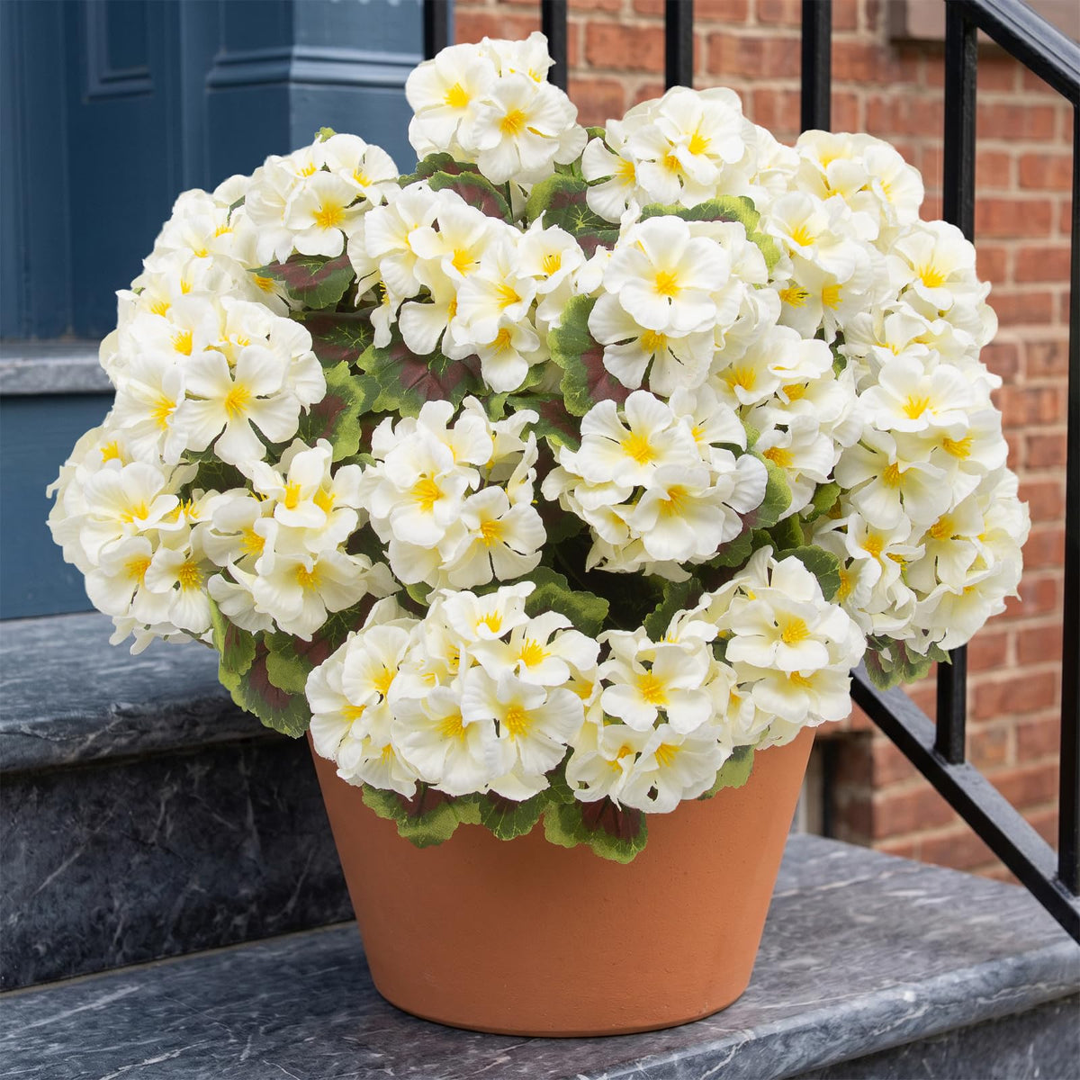 lovemoon outdoor geraniums white compact bouquet versatile for vases