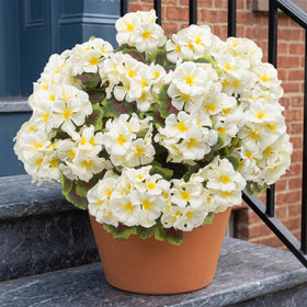 lovemoon outdoor geraniums white compact bouquet versatile for vases