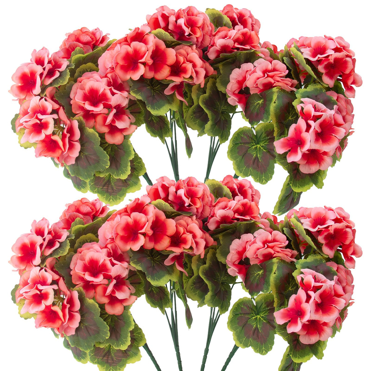 Lovemoon peach geraniums packaged for quick home decoration.