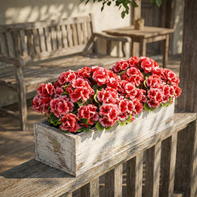 Lovemoon UV-resistant geranium for outdoor display under sun.
