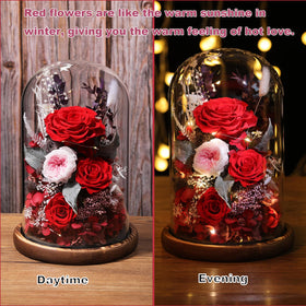 Lovenfold red rose in dome highlighting color and longevity