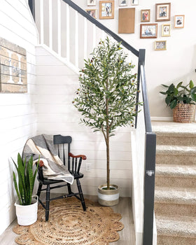 LuceAlberi low-maintenance olive tree saves time on care.