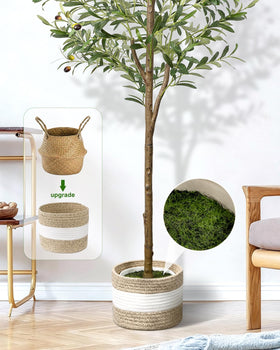 LuceAlberi olive tree in white pot adds Mediterranean flair.