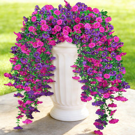Close-up of LuckyEra silk morning-glory blooms in vibrant purple and fuchsia