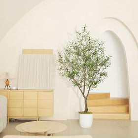 LYERSE olive tree ideal for office decor and reception areas.