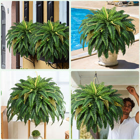 MARTINE MALL easy-care fern requires no watering or pruning