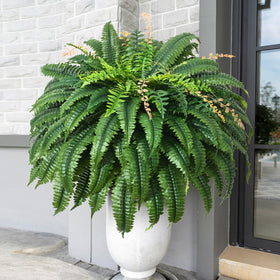 Martine Mall easy-maintenance fern requires no watering or pruning.