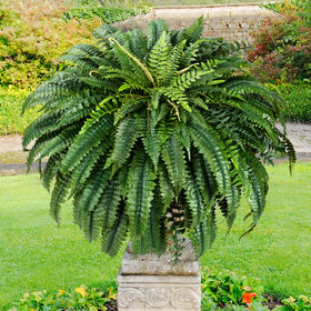 MARTINE MALL poolside-fern ideal for patios or pool areas.