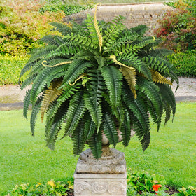 MARTINE MALL porch garden fern adds instant greenery and charm
