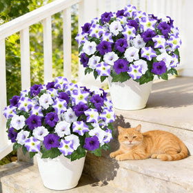 Martine Mall two-pot option for larger outdoor spaces.