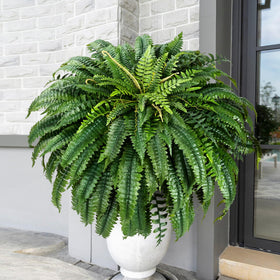 MARTINE MALL XXL Boston fern for outdoor spaces, UV-resistant and durable.