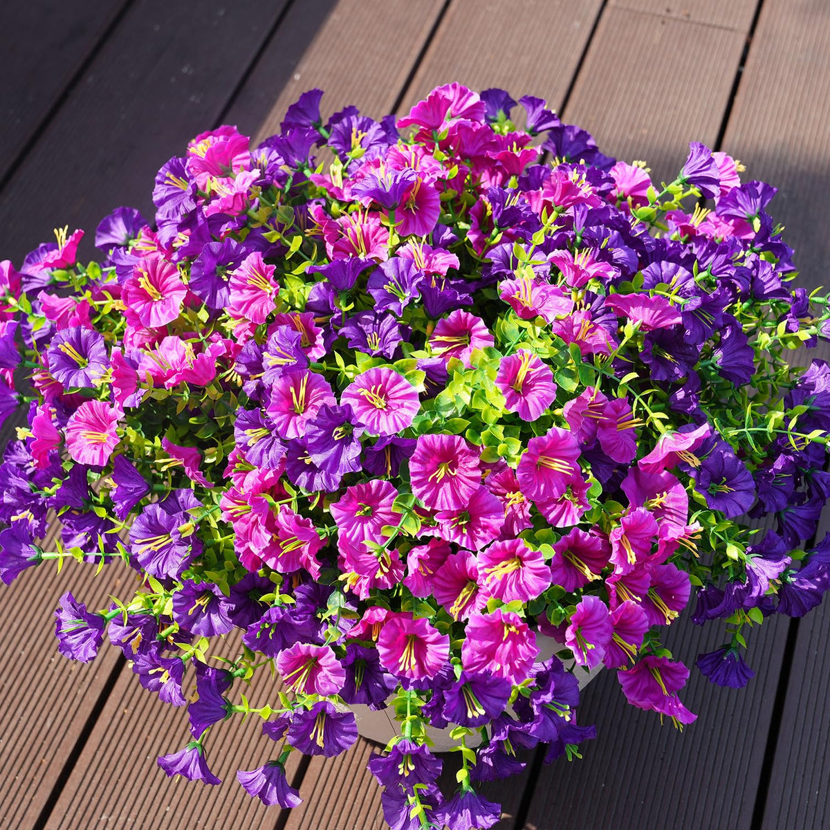 Maxkes morning glory on patio adds lasting color
