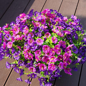 Maxkes morning glory on patio adds lasting color