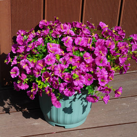 Maxkes purple fuchsia morning glory provides bold color accents