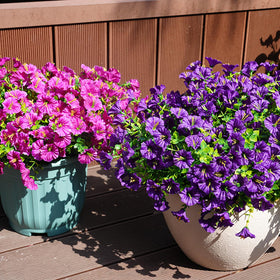 Maxkes UV-resistant blooms withstand sun and weather