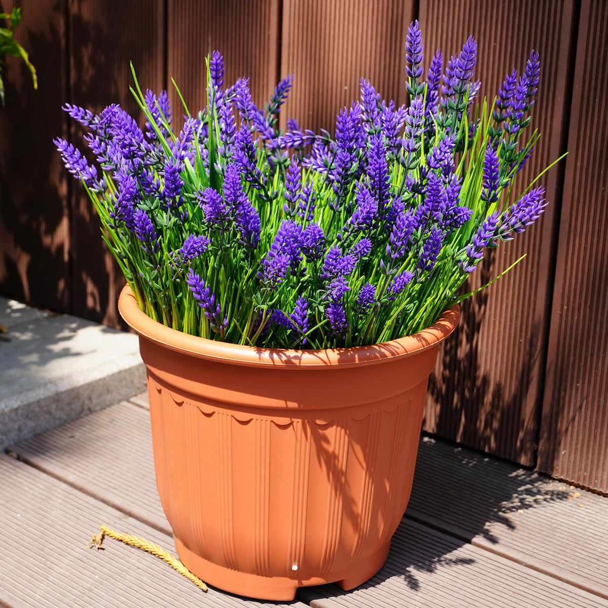 Maxkes lavender bushes designed for wind-resistant outdoor patio displays.