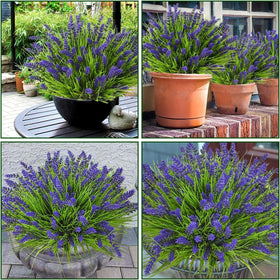Maxkes low-maintenance outdoor decor with no watering.