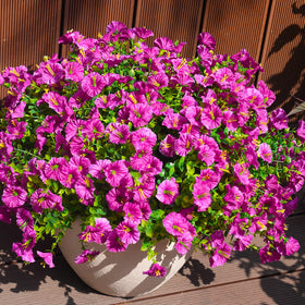 Maxkes window box setup with UV-resistant faux blooms