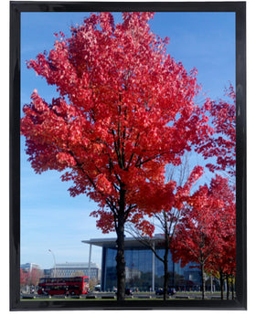 Medog Studio Gallery 20x30 frame black front view showing clean display for classroom posters