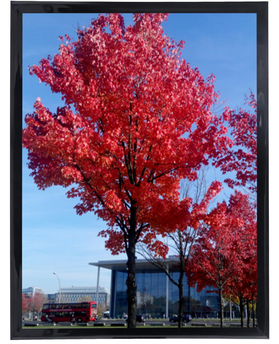 Medog Studio Gallery 20x30 frame black front view showing clean display for classroom posters