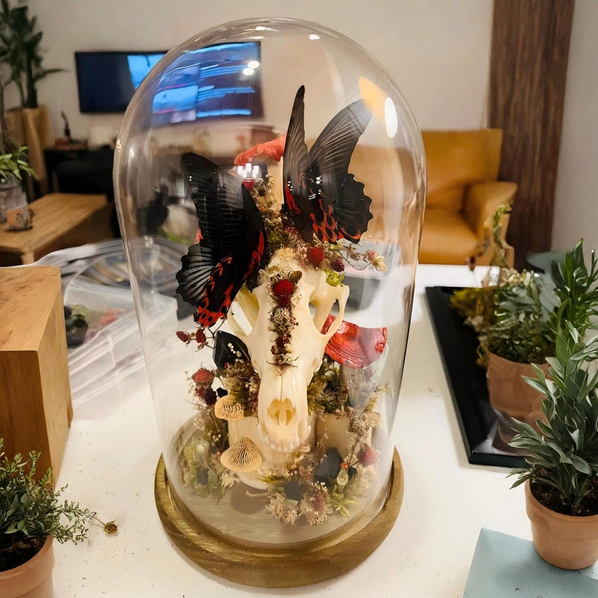 Mezchi gift display case suitable for weddings, birthdays, and housewarmings.