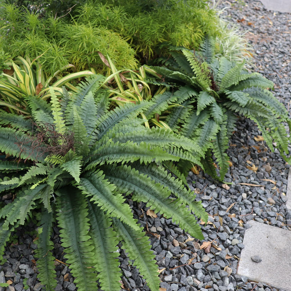 MILHAO FOREST two-pack ferns provide year-round greenery