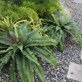MILHAO FOREST two-pack ferns provide year-round greenery