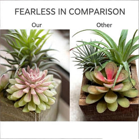 3-pack arrangement makes coordinating centerpieces easy.