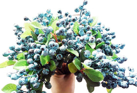 Mistari silk blueberry bunch ideal for wedding centerpieces
