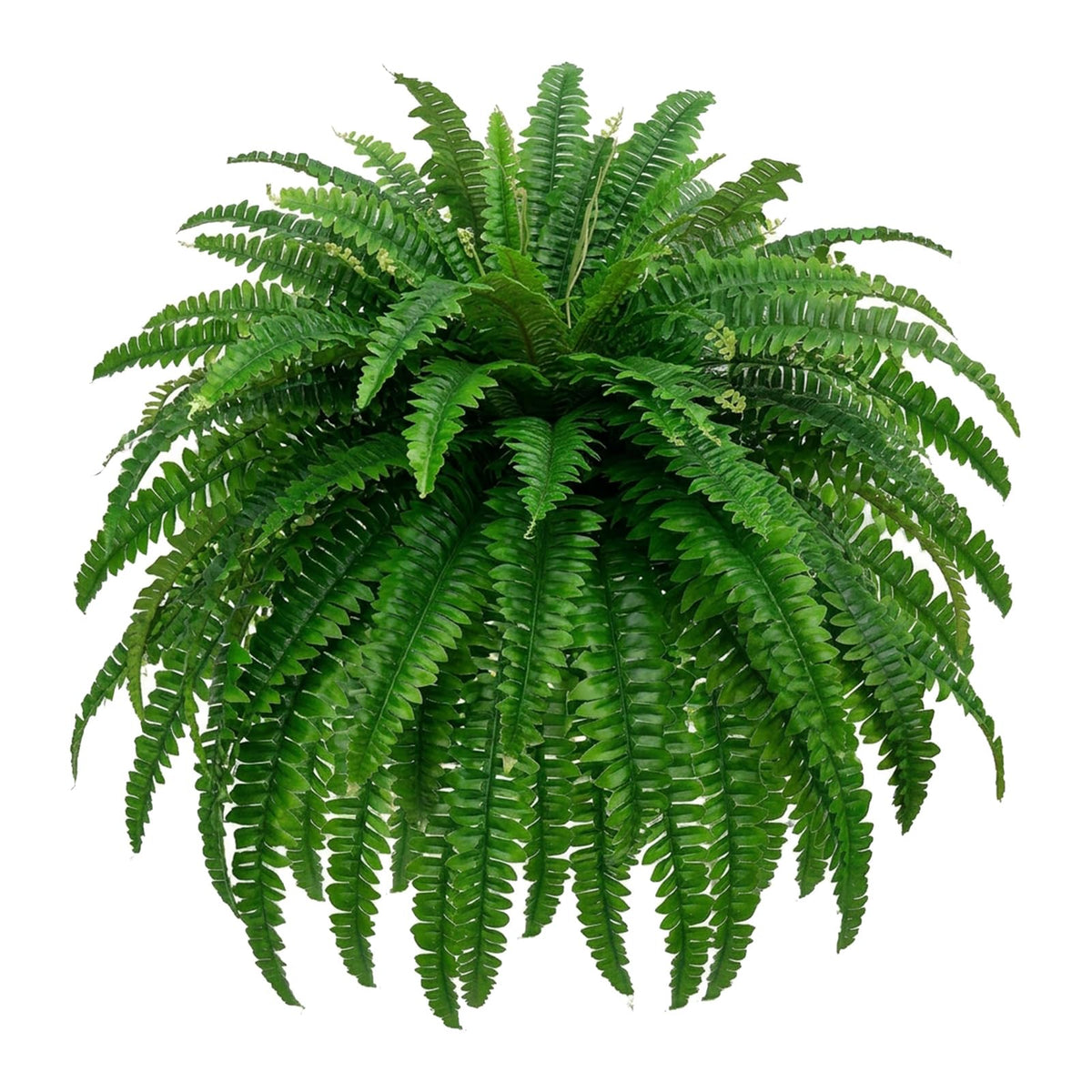 Miuyeah Miao GYERB Boston fern fronds close-up showing realistic texture and vibrant green color
