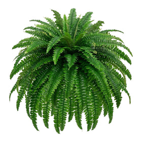 Miuyeah Miao GYERB Boston fern fronds close-up showing realistic texture and vibrant green color
