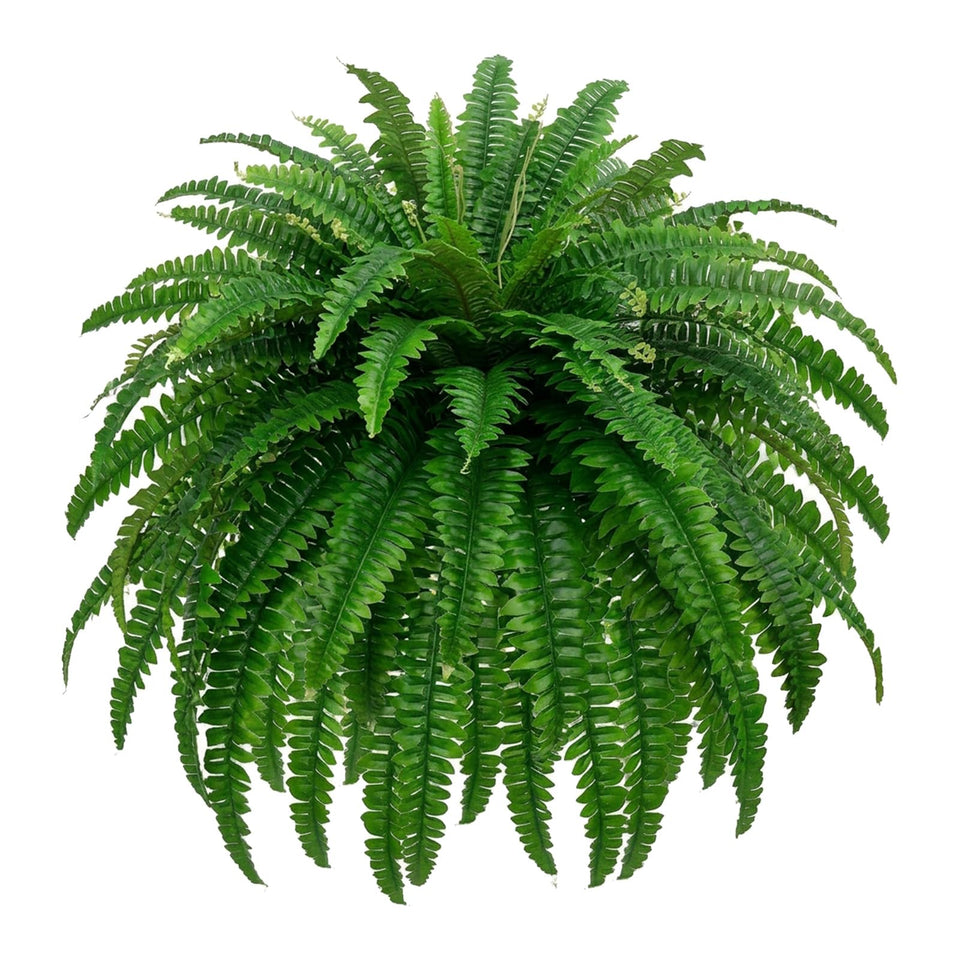 Miuyeah Miao GYERB Boston fern fronds close-up showing realistic texture and vibrant green color