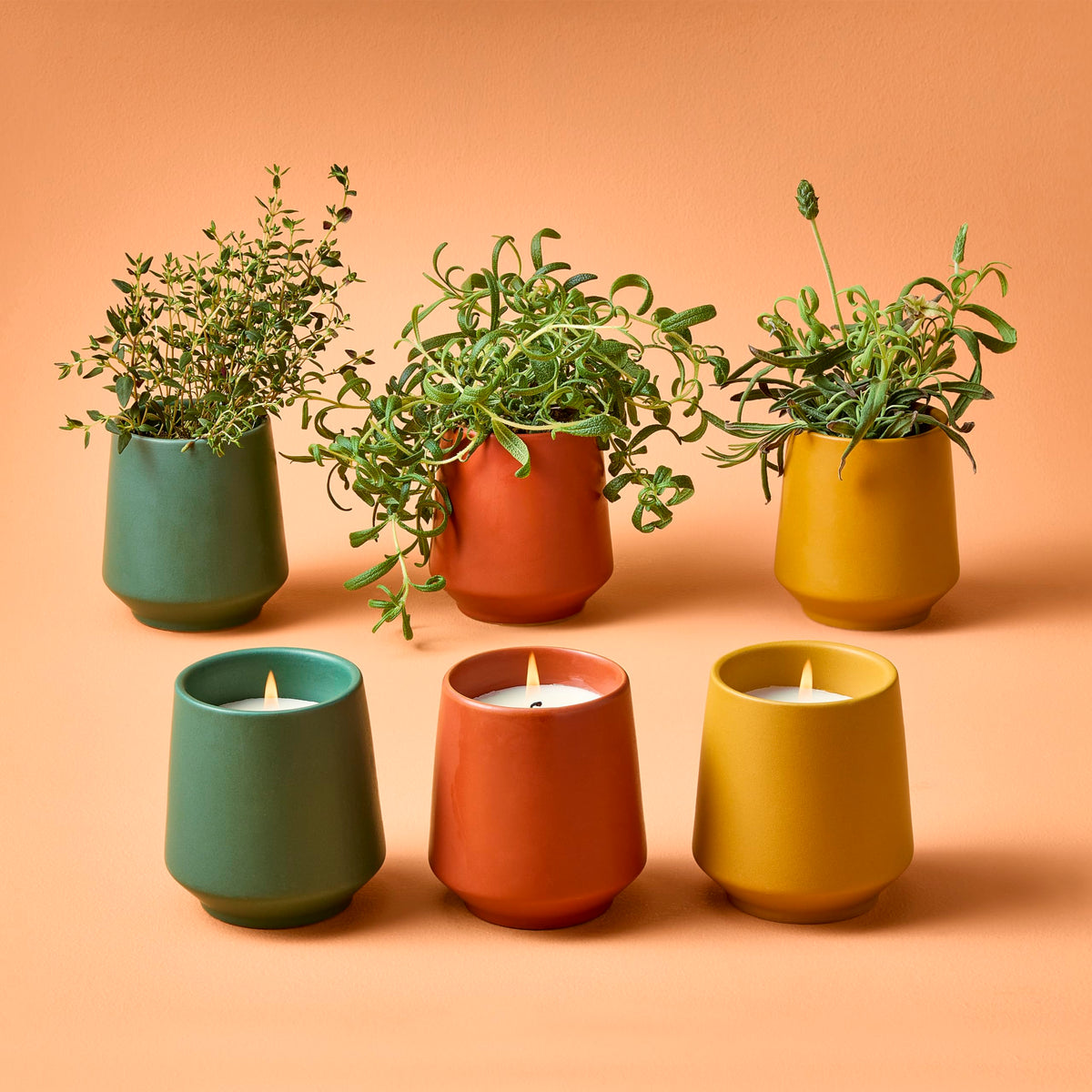 Modern Sprout 6oz soy candle emphasizes clean burn and scent.