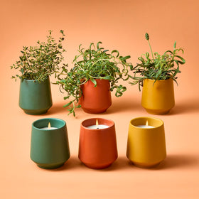 Modern Sprout 6oz soy candle emphasizes clean burn and scent.