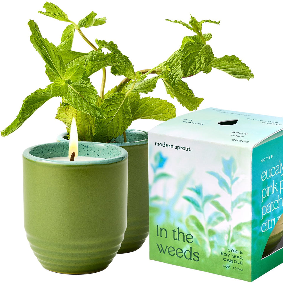 Modern Sprout 2-in-1 candle-planter in The Weeds with mint seeds for greenery.
