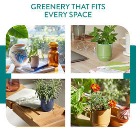 Modern Sprout dual-use jar design combines decor and greenery.