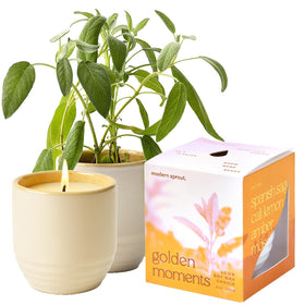 Modern Sprout Garden Vibes 2-in-1 candle-planter for a relaxing room ambiance