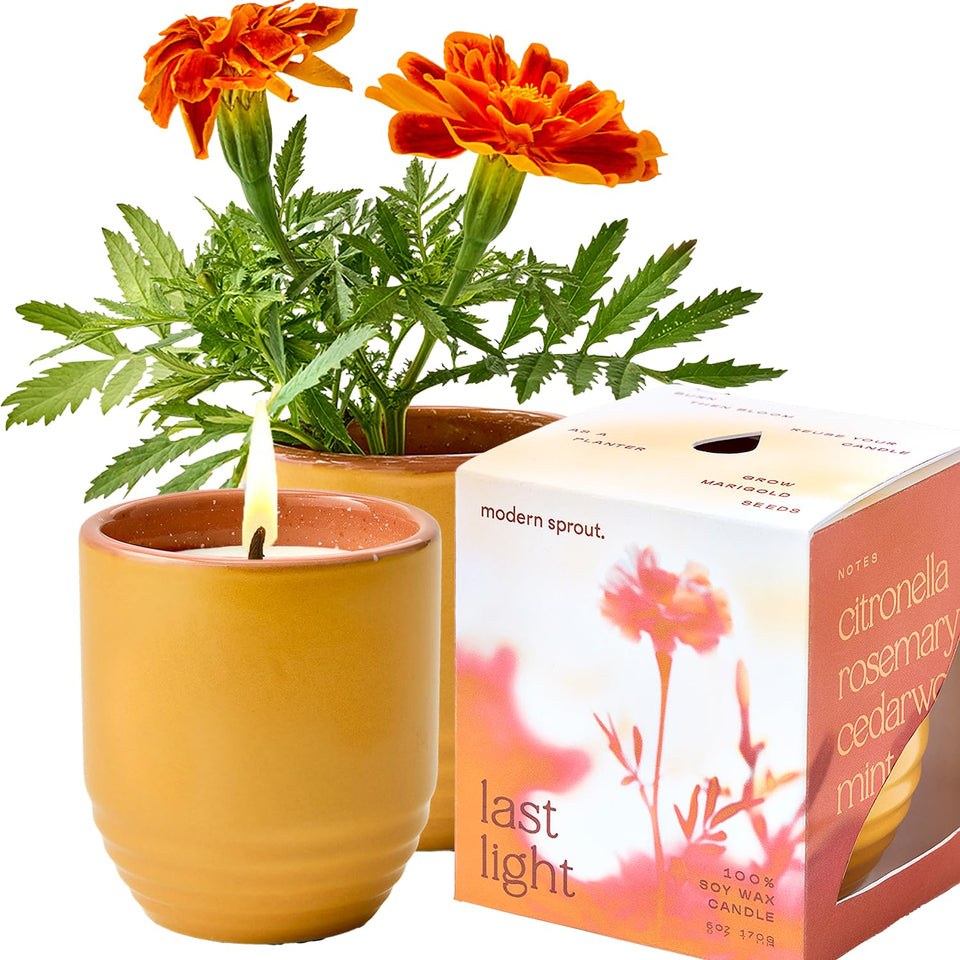 Modern Sprout Last Light candle in ceramic jar ready to burn for outdoor ambiance.