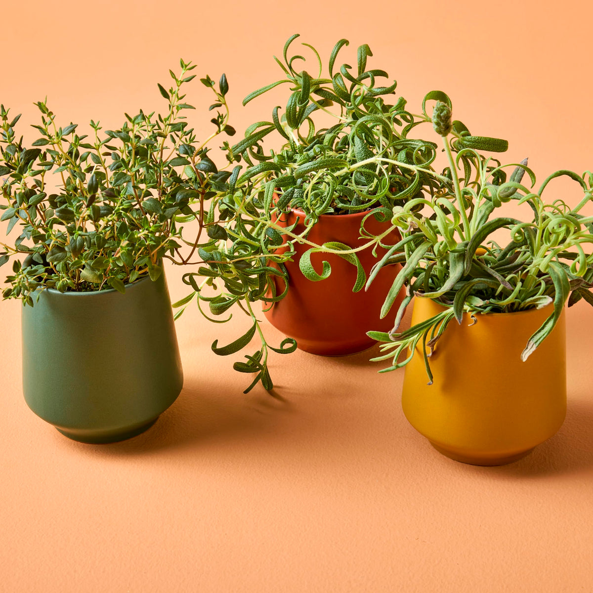 Modern Sprout lavender seed packet for fragrant indoor herbs.
