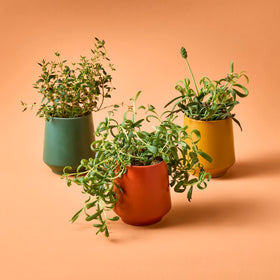 Modern Sprout matte glaze ceramic vessel shown as stylish home decor.