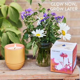 Modern Sprout planter-ready jar supports marigold growth after use.